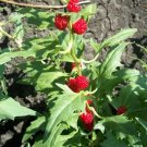 1000 Bulk Seeds Spinach Strawberry Sticks Chenopodium Foliosum