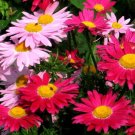 1000 Bulk Seeds Pyrethrum Robinson'S Mix Chrysanthemum Coccineum