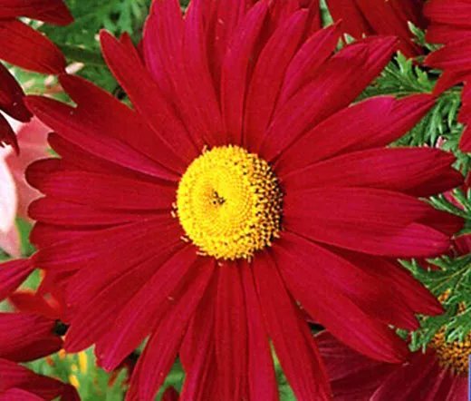 1000 Bulk Seeds Pyrethrum Red Chrysanthemum Coccineum