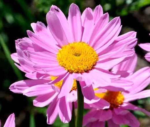 1000 Bulk Seeds Pyrethrum Rose Chrysanthemum Coccineum