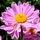 1000 Bulk Seeds Pyrethrum Rose Chrysanthemum Coccineum