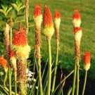200 Bulk Seeds Red Hot Poker Torch Lily Kniphofia Uvaria Royal Castle
