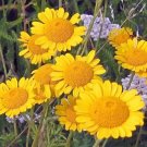 1000 Bulk Seeds Marguerite Golden Anthemis Sancti