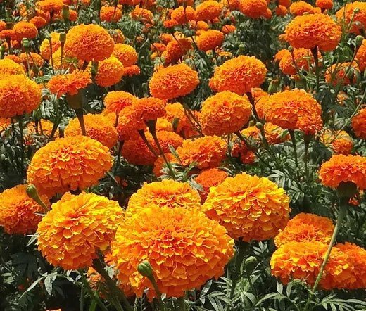 2000 Bulk Seeds Marigold Crackerjack Mix Tagetes Erecta