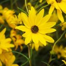 500 Bulk Seeds Maximillian Sunflower Helianthus Maximiliani