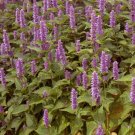 10000 Bulk Seeds Hyssop Lavender Agastache Foeniculum