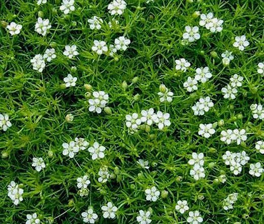 2000 Bulk Seeds Irish Moss Pearlwort Sagina Subulata