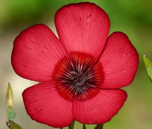 5000 Bulk Seeds Flax Red Annual Linum Grandiflorum Rubrum