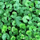 1000 Bulk Seeds Dichondra Dichondra Repens