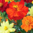 2500 Bulk Seeds Cosmos Sulphur Mix Cosmos Sulphureus