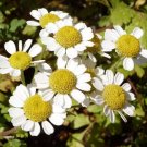 5000 Bulk  Seeds Creeping Daisy Chrysanthemum Paludosum