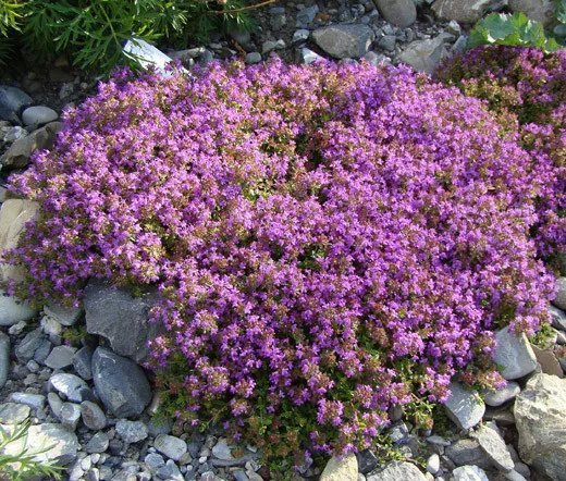 25000 Bulk Seeds Creeping Thyme Thymus Serpyllum