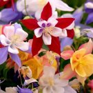 500 Bulk Seeds Columbine Mckana Giant Aquilegia X Hybrida Mckana