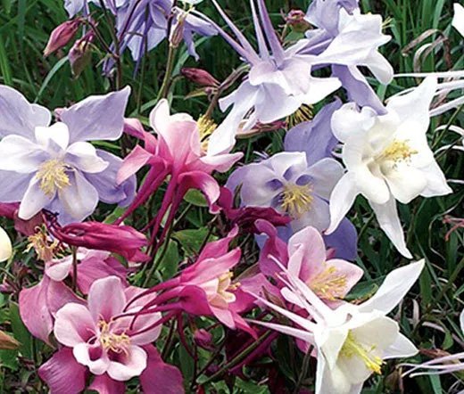 2000 Bulk Seeds Columbine Dwarf Mix Aquilegia Vulgaris