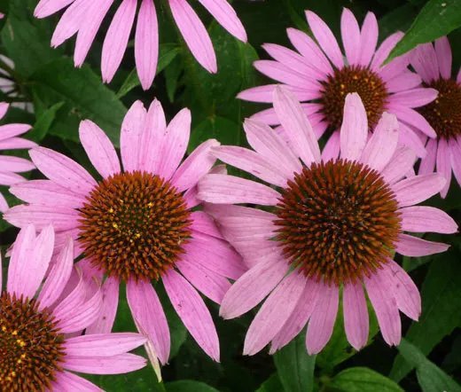 2000 Bulk  Seeds Coneflower Purple Echinacea Purpurea