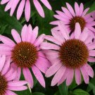 2000 Bulk  Seeds Coneflower Purple Echinacea Purpurea
