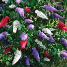 200 Bulk Seeds Butterfly Bush Mix Buddleia Davidii