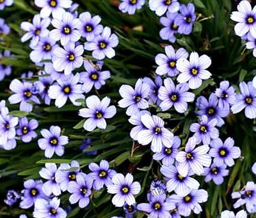 1000 Bulk Seeds Blue Eyed Grass Sisyrinchium Bellum
