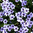 1000 Bulk Seeds Blue Eyed Grass Sisyrinchium Bellum