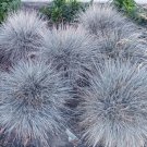 1000 Bulk Seeds Blue Fescue Festuca Glauca