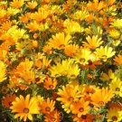 5000 Bulk Seeds African Daisy Mix Dimorphotheca Sinuata