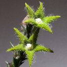 20 seeds Asclepiadaceae Orbea dummeri Succulent