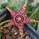20 seeds Asclepiadaceae Orbea halipedicola Flowering Succulent