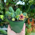 20 seeds Huernia Zebrina Lifesaver Rare Cactus Succulent