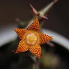 20 seeds Orbea schweinfurthii Succulent plants