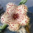 20 seeds Stapelia berlindensis Succulent potted