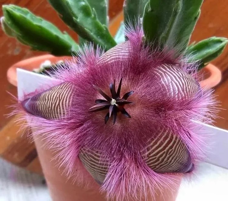20 seeds Stapelia hirsuta SEEDS