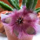 20 seeds Stapelia hirsuta SEEDS