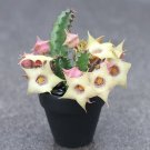 20 seeds Succulent Plants Huernia blyderiverensis Garden
