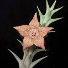 20 seeds Succulent Plants Orbea cooperi Home Garden