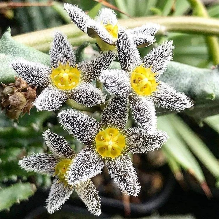 Snowy Bear Carrion Flower Succulent Caralluma burchardii  Seeds