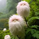 Cat's eye dazzle pink long hair 50 seeds per pack