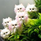 Cat's eye dazzle Pink 50 seeds per pack