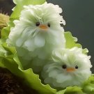 Cat's eye dazzle duck white 50 seeds per pack