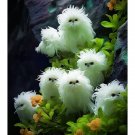 Cat's eye dazzle long hair curly white 50 seeds per pack