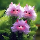 Cat's eye dazzle -Purple red 50 seeds per pack