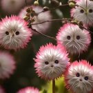 Red Cat face flower 50 seeds per pack