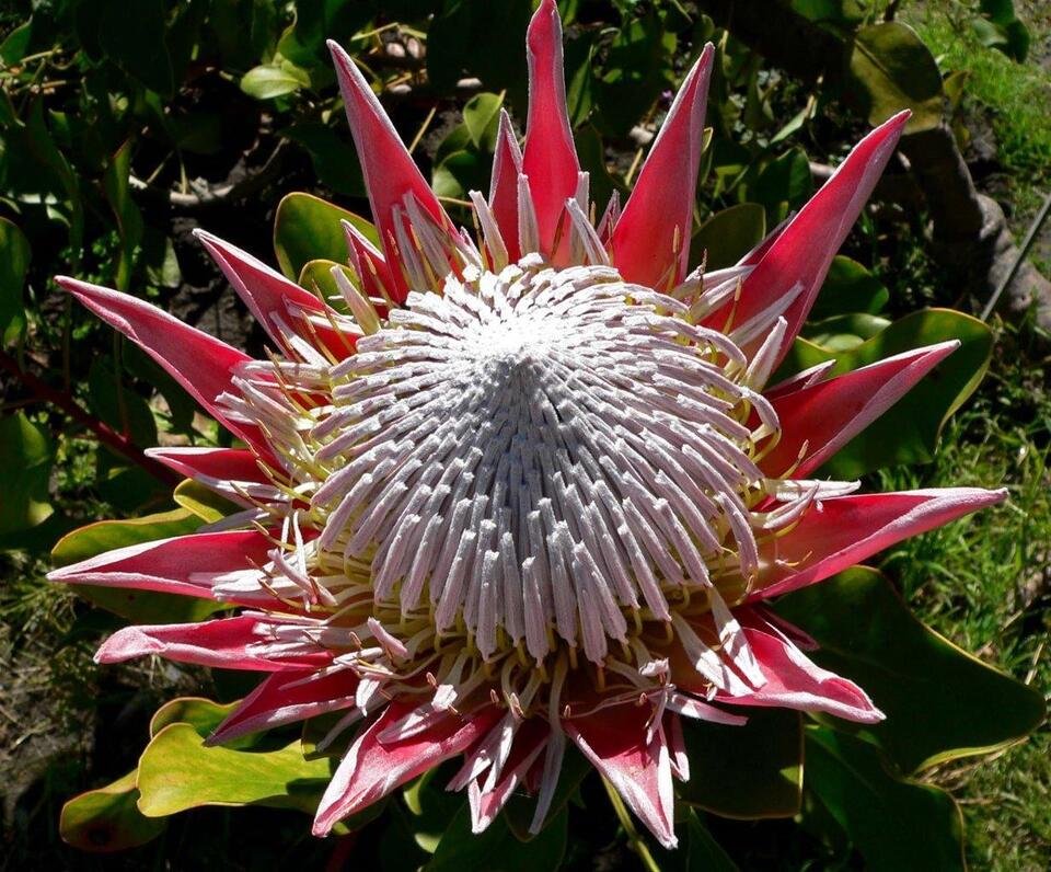 5 seeds King Protea (Protea cynaroides)