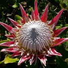 5 seeds King Protea (Protea cynaroides)