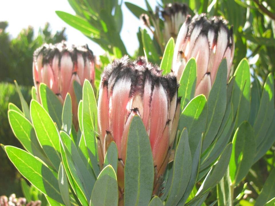 5 seeds Laurel Leaf Protea (Protea lauriflora)