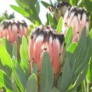 5 seeds Laurel Leaf Protea (Protea lauriflora)