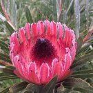 5 seeds Queen Protea (Protea magnifica)