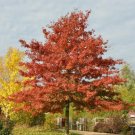 5 Seeds Scarlett Oak (Quercus coccinea)