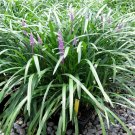 10 Seeds Evergreen Giant (Liriope gigantea)