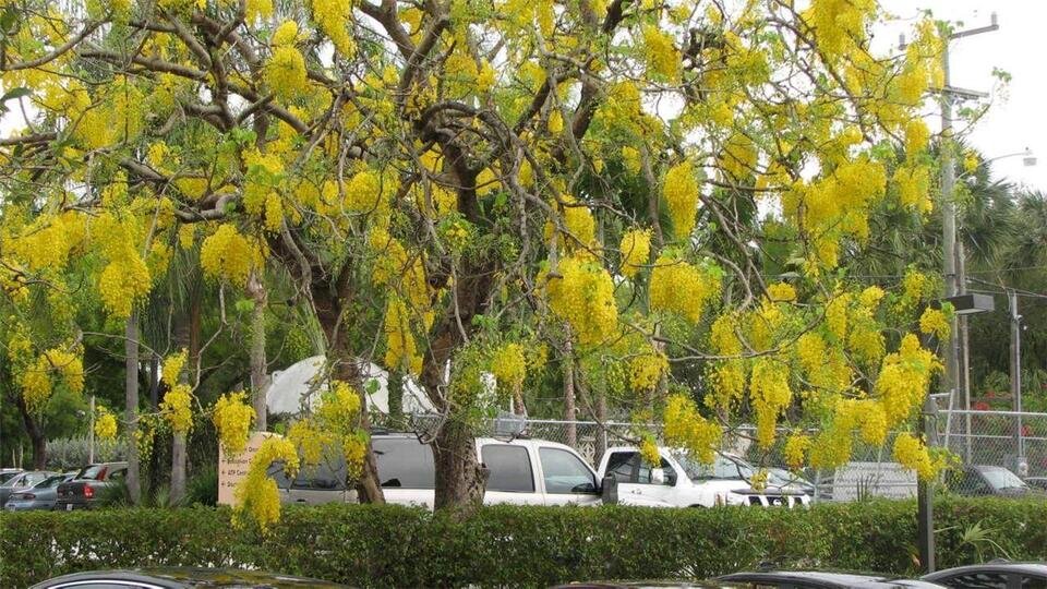 25 Seeds Golden Shower Tree (Cassia fistula)