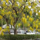 25 Seeds Golden Shower Tree (Cassia fistula)